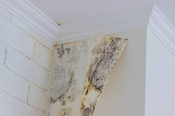 Environmental Consulting for Mold Prevention in Charlevoix, MI